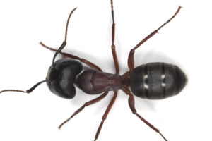 Close up Photo of a Carpenter Ant
