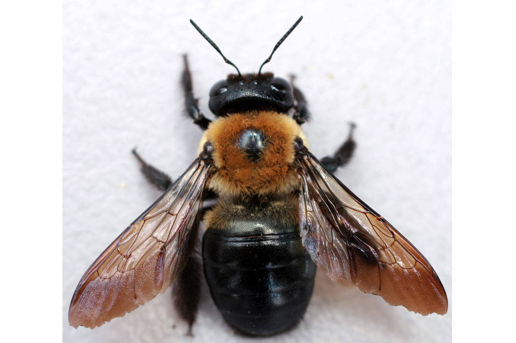 Close up Photo of a Carpenter Bee