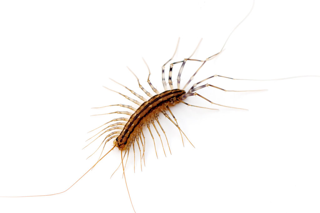 Close up Photo of common House Centipedes