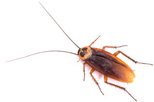 Close up Photo of an American Cockroach