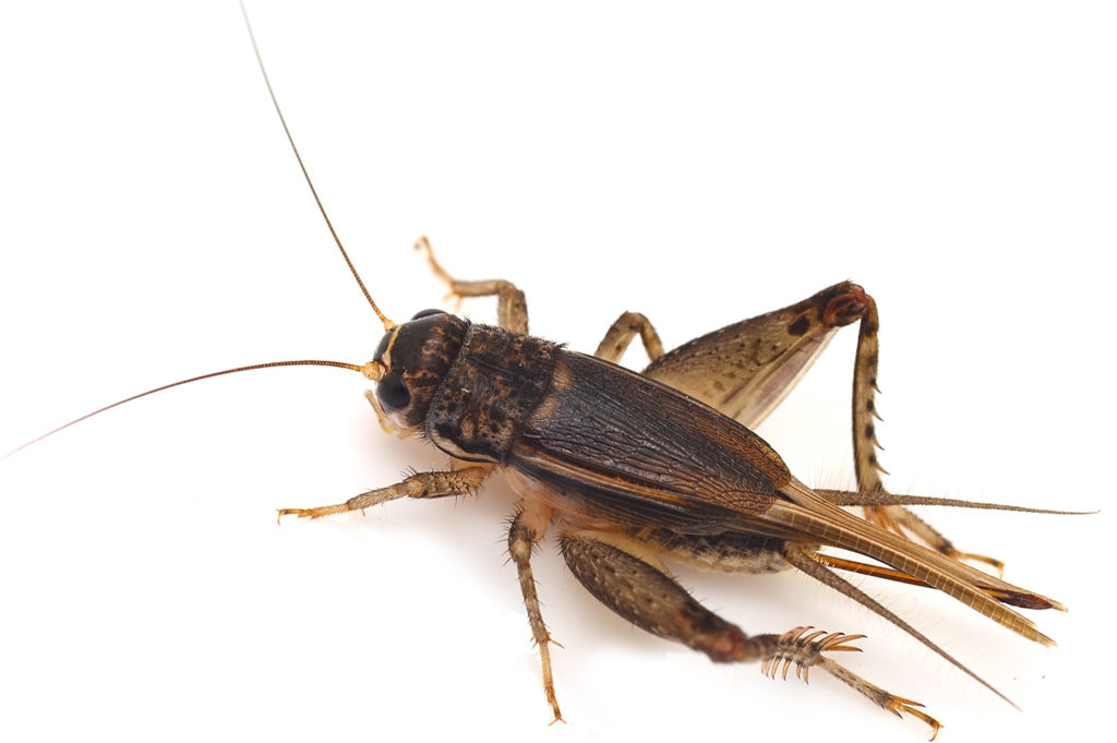 Crickets - DKS Pest Control
