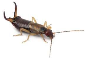 Close up Photo of an Earwig
