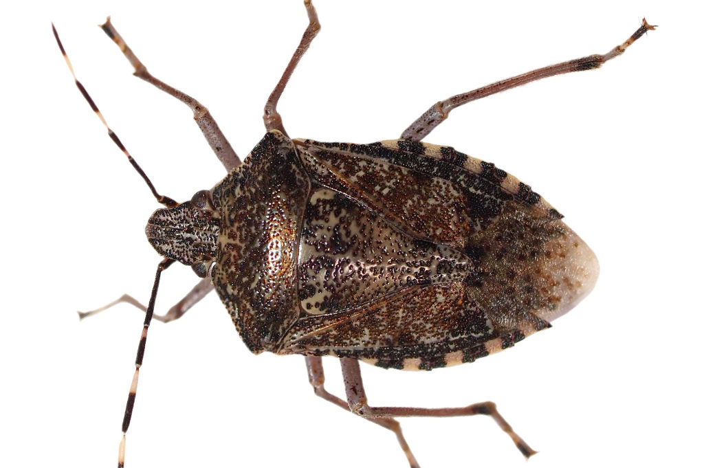 Close up Photo of a Brown Marmolated Stink Bug
